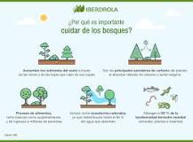 Cuidar los bosques 